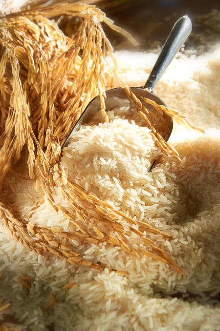 Rice